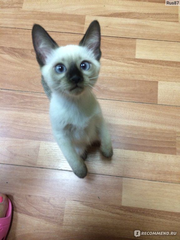 сиамская кошка 4 месяца