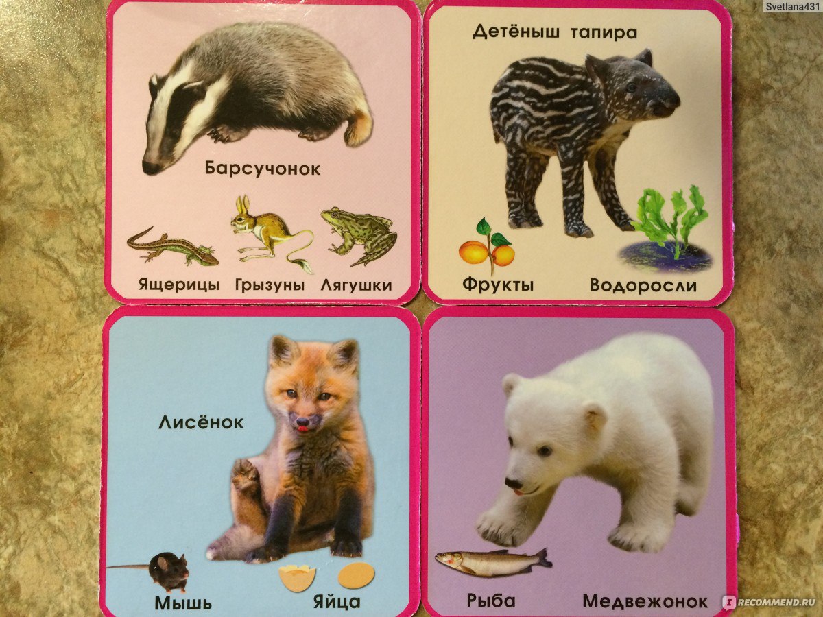 Животные и их названия для детей