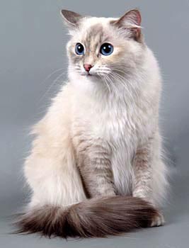 Московская маскарадная кошка