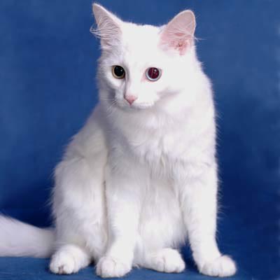турецкая ангора кошка белая пушистая