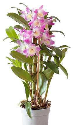 Выращивание орхидеи дендробиум