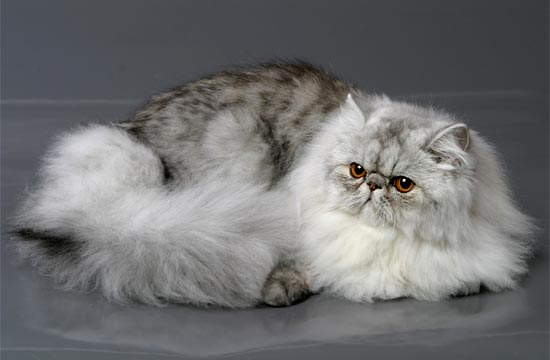 Персидская кошка - «Королева кошек» | отзывы