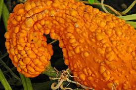 Крукнек, кривошейка (Cucurbita pepo) - «Самый необычный и красивый ...