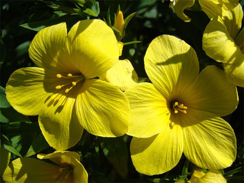 File:Linum flavum JRVdH 01.jpg - Wikimedia Commons