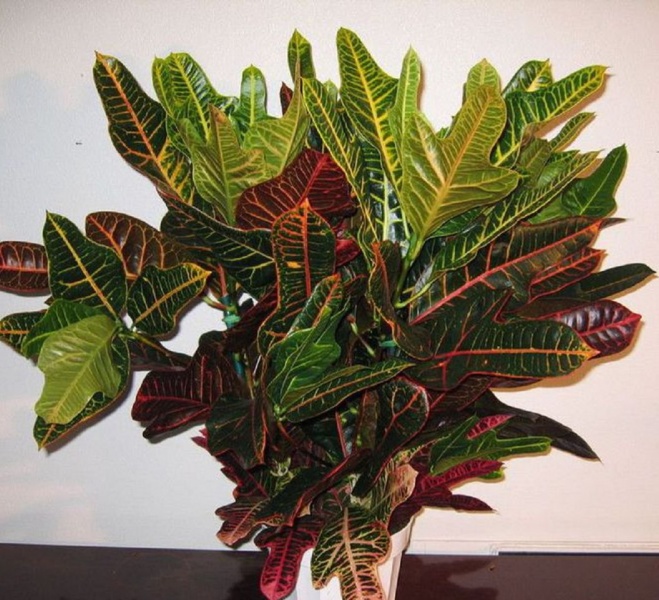 Кротон – необыкновенное разноцветное чудо с изысканной фактурой листвы