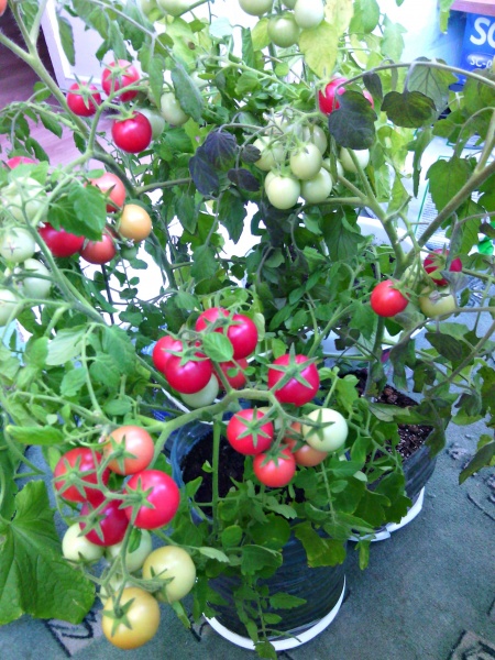 помидоры от октябрины ганичкиной