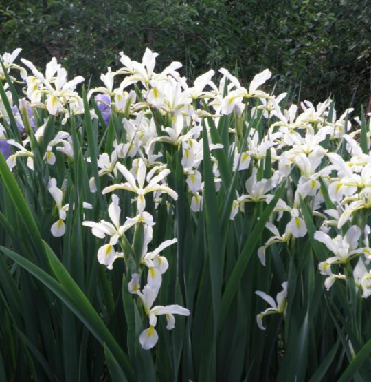 Ирис Спурия - «Ирис Спурия словно прекрасные белые бабочки в моём саду.» |  отзывы