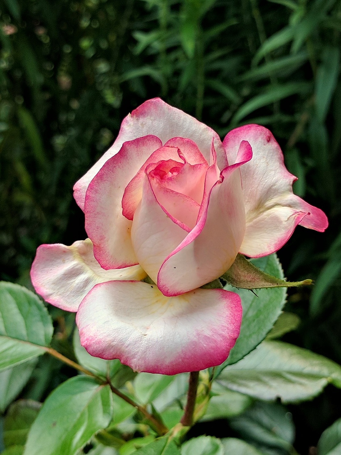 Роза чайно-гибридная Осирия (Osiria) - «Несчастная роза»