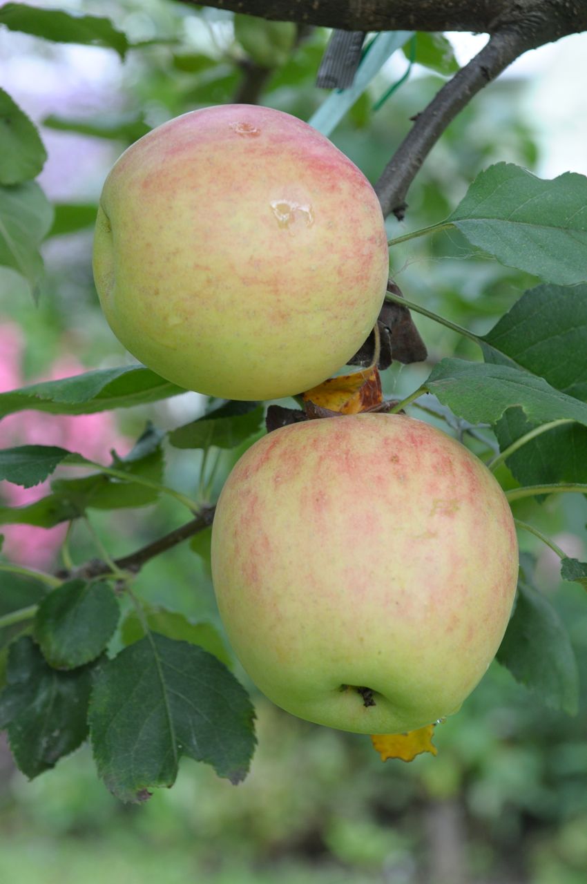 яблоки вытянутой формы сорт