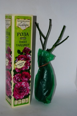 Саженец розы в парафине. Сибирские розы семена Алтая. Алтайские саженцы роз.