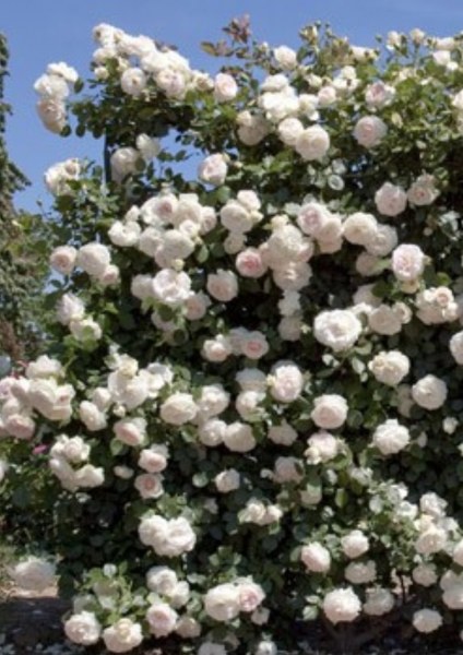 Роза плетистая Пале Рояль (Climber rose Palais Royal) Мейян (Meilland) |  отзывы