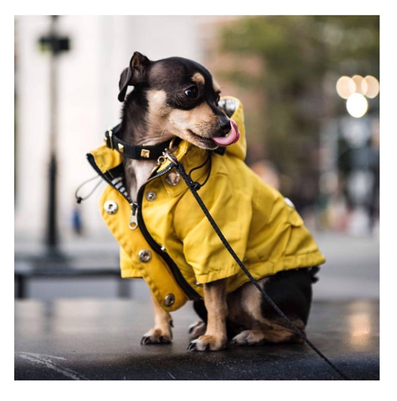 Как быстро сшить дождевик для собаки своими руками? Идеи, фото?