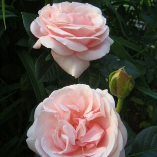 Роза Афродита (Aphrodite) - характеристика и описание сорта, с фото и отзывы садоводов