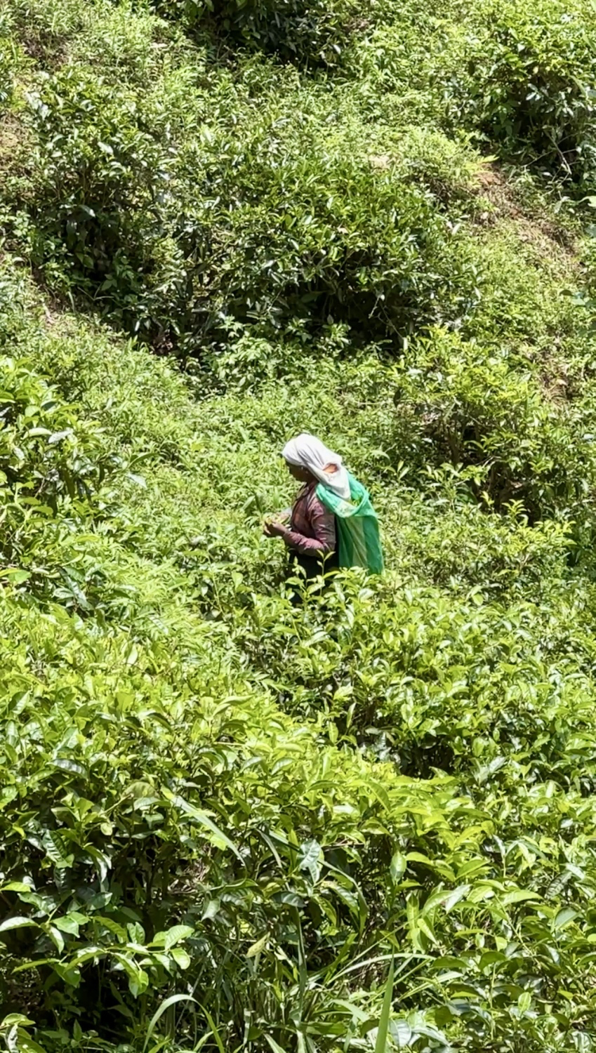 Экскурсия на чайную фабрику Нувара-Элия Шри-Ланка Athukorala Tea Factory  Pitigala Sri Lanka - «А вы видели как растет ЧАЙ 🫖? Выращивание,  изготовление, дегустация и шутка гида 