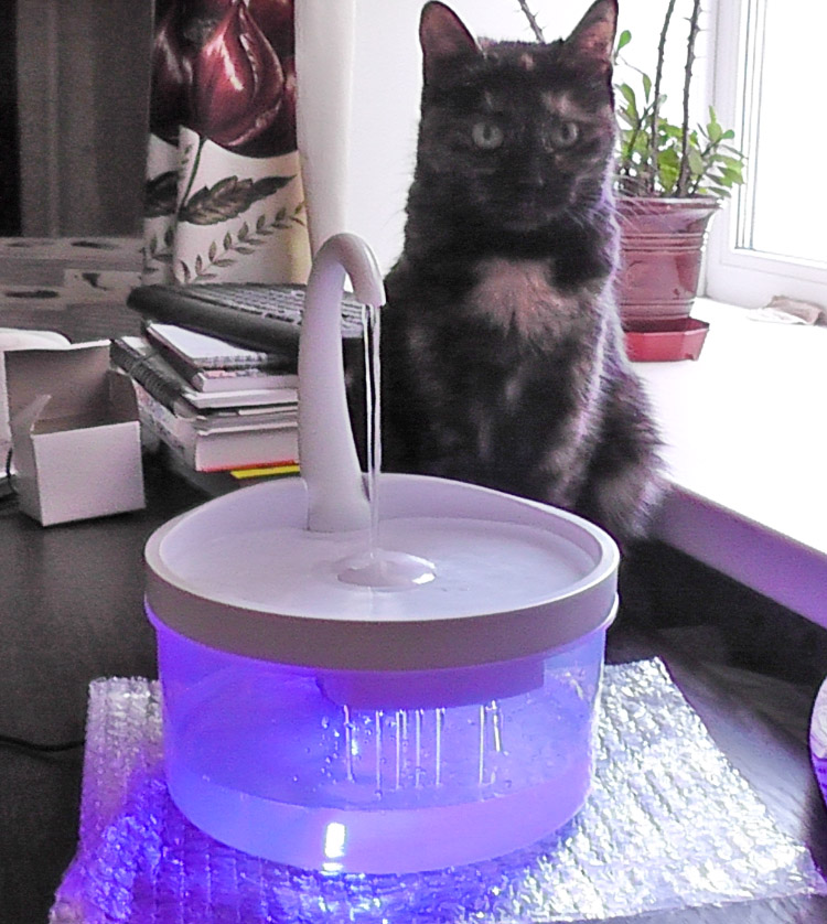Питьевой фонтанчик для кошек: выбор, сравнение, рекомендации