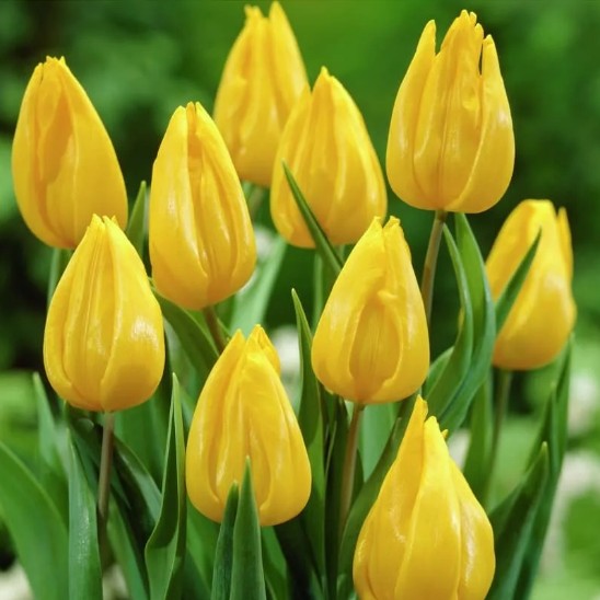 Луковицы тюльпана YOKOHAMA (Йокогама) | отзывы