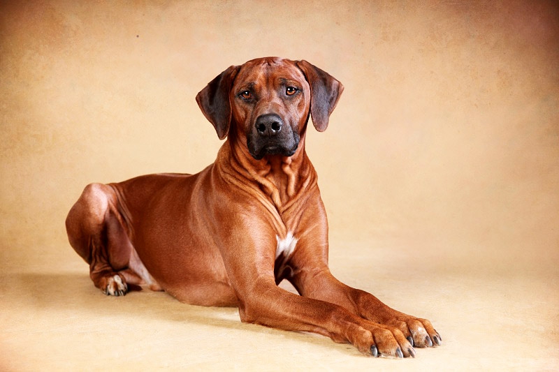 Родезийский риджбек: фото, описание, характер, цена собаки. Отзывы владельцев