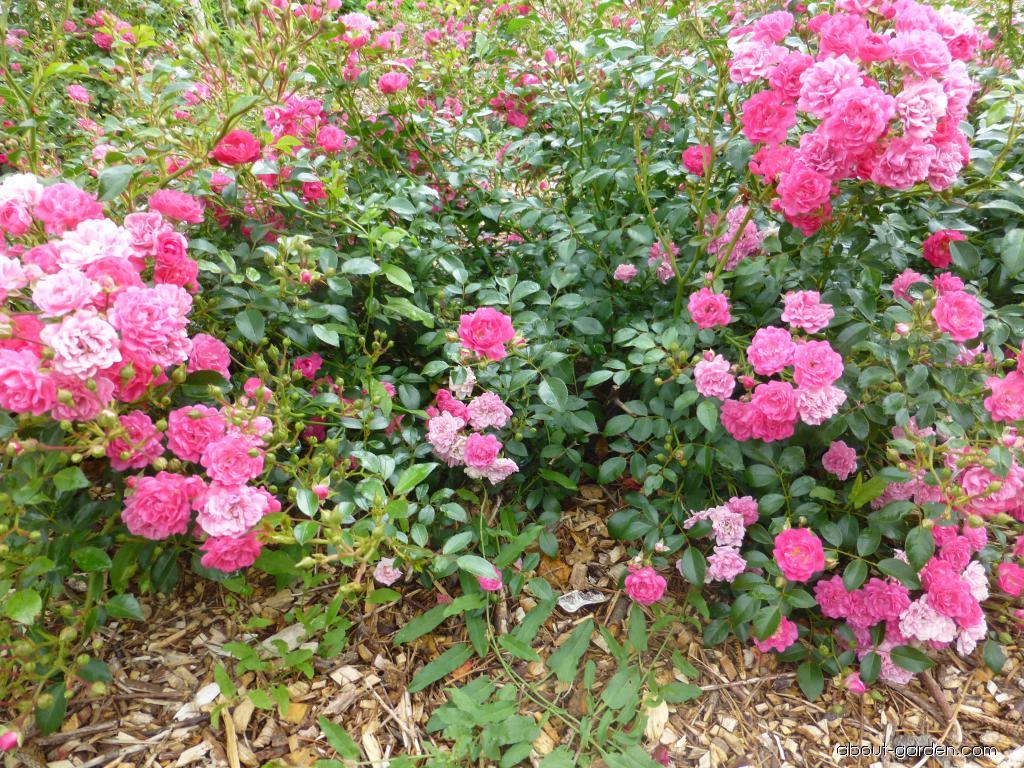 Роза почвопокровная фейри чейнгелинг фото и описание