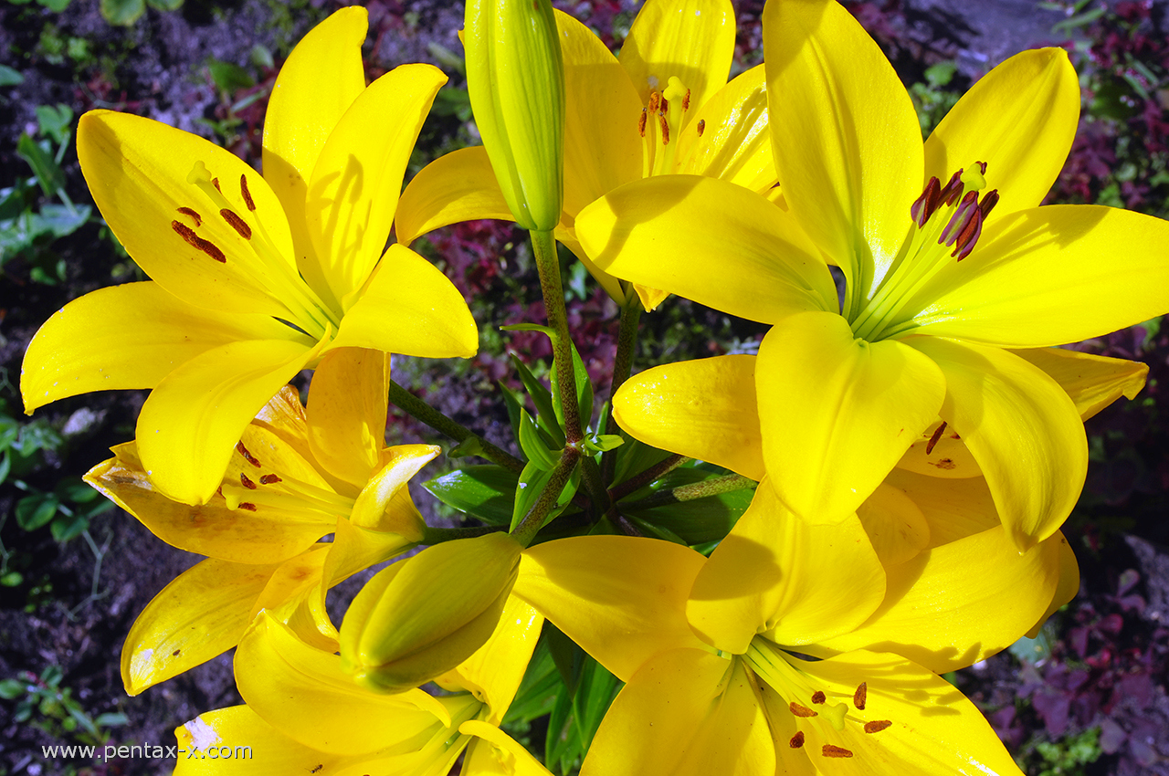 Лилия азиатская Севеннес лонгифлорум (Lilium Cevennes longiflorum) - «Лилия  Севеннес - яркое солнышко в моём саду. А еще она размножается, как  сумасшедшая)» | отзывы