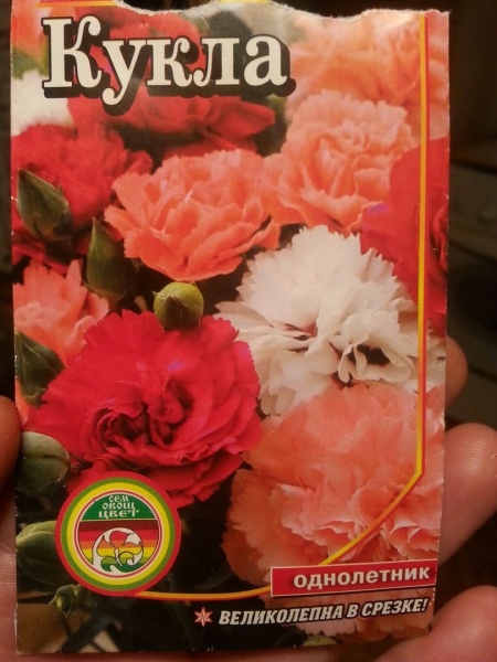 Гвоздика леруа мерлен купить цветы с доставкой южно сахалинске