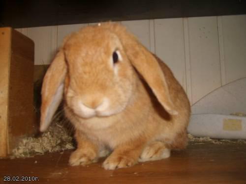 Порода кроликов Вислоухий баран: описание