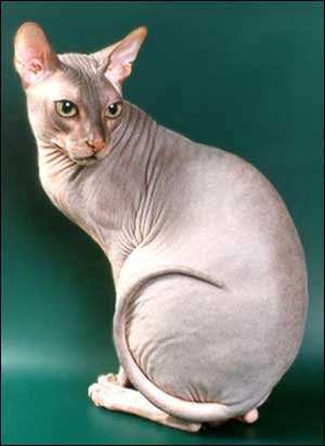 Донской сфинкс - «Совершенно необычный голый кот с большими ушами, который  не ловит мышей.» | отзывы