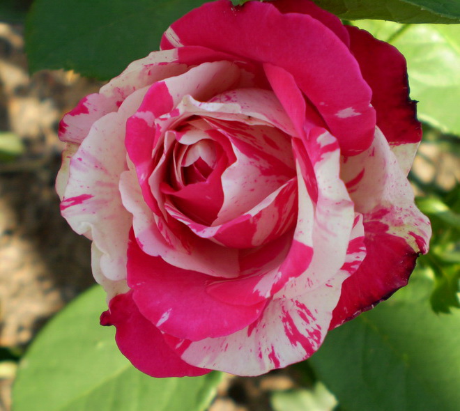 Чайно-гибридная роза Сатин (Satin): характеристика, описание, фото и отзывы садоводов