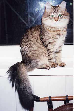 Сибирская кошка | отзывы