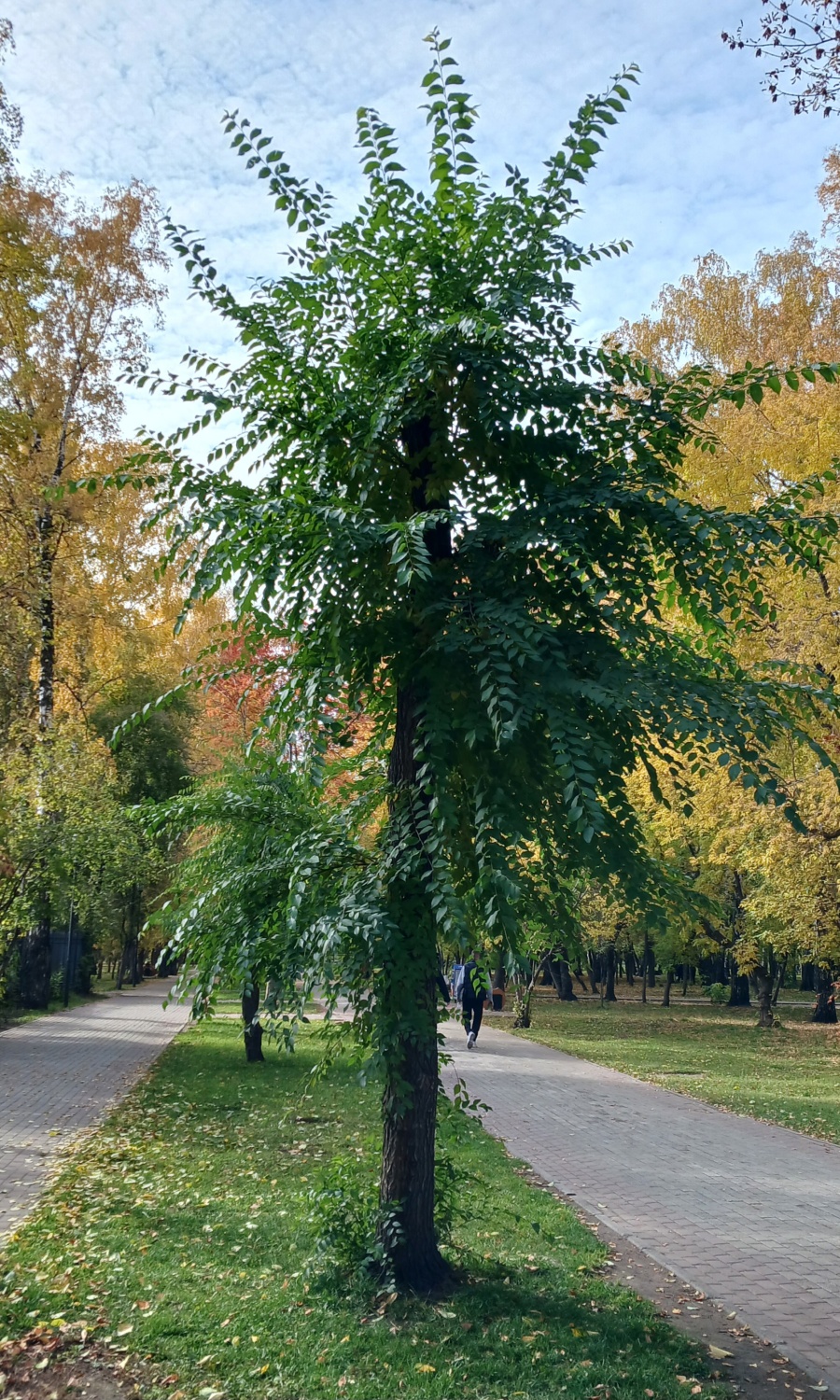 Парк Березовая Роща, Новосибирск | отзывы