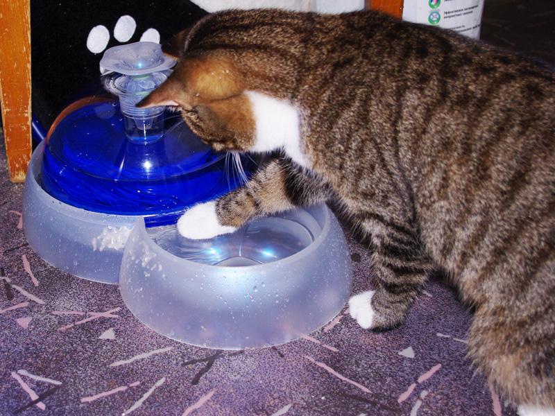 поилка фонтан для кошек в москве