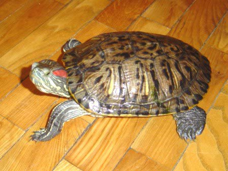 Красноухая черепаха / Trachemys scripta | отзывы