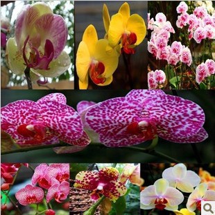 Выращивание орхидеи из семян: кропотливый труд с максимальным вознаграждением