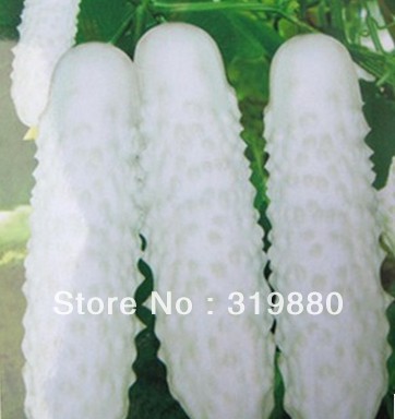 Белые огурцы Aliexpress Free Shipping 50 pcs White Cucumber seeds,CukeSeeds, 10g per bag Green Vegetable Seeds - «Не белые выросли, а в целомочень хорошие и вкусные огурчики!»