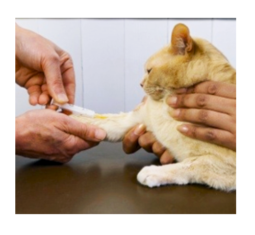 Услуги ветклиник Биохимический анализ крови у кошек и собак - «Биохимия  кошки 🟥 Для чего нужен анализ 🟥 Расшифровка показателей и сколько стоит  сам анализ» | отзывы