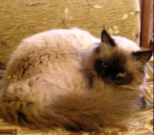 Балинезийская кошка (балийская кошка, балинез) фото