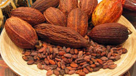 Какао бобы Доминиканской республики натуральные какао бобы фото