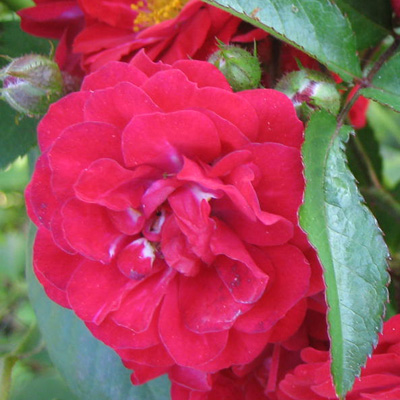 Роза Агрофирма "Поиск" почвопокровная Ред Фейри / Ground Cover Rose Red Fairy