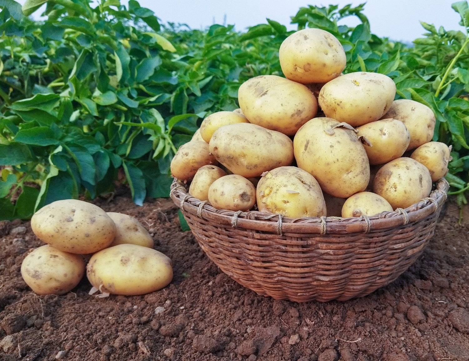 Картофель ранний сорт КОЛОМБО - «🌱МОЙ ЭКСПЕРИМЕНТ-высадила клубень вобычный пакетик, или, 🥔Как получить молодую картошку в июне. Покажурезультат 👍»