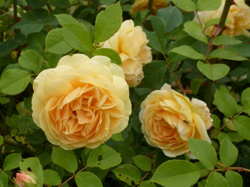 Тизин джорджия роза фото и описание
