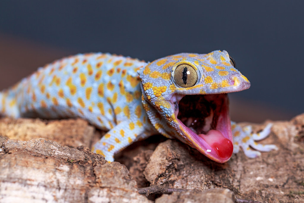 Геккон токи (лат. Gekko gecko) - «Орут! Кусают! Невероятно быстро  перемещаются! И постоянно прячутся! Всё, что нужно знать о гекконах токи» |  отзывы