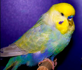 Радужный волнистый попугай фото