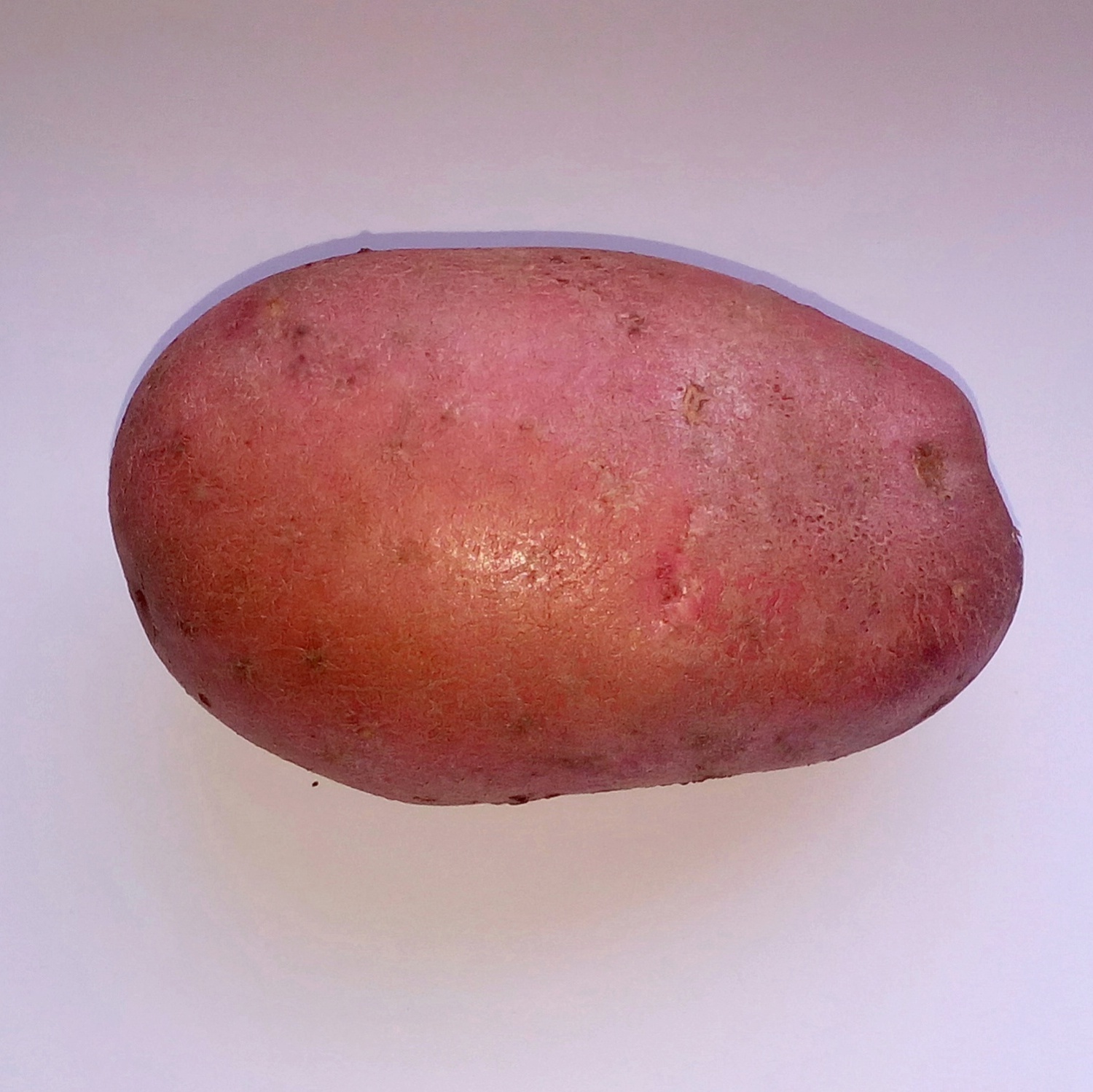 сорт картошки розара фото