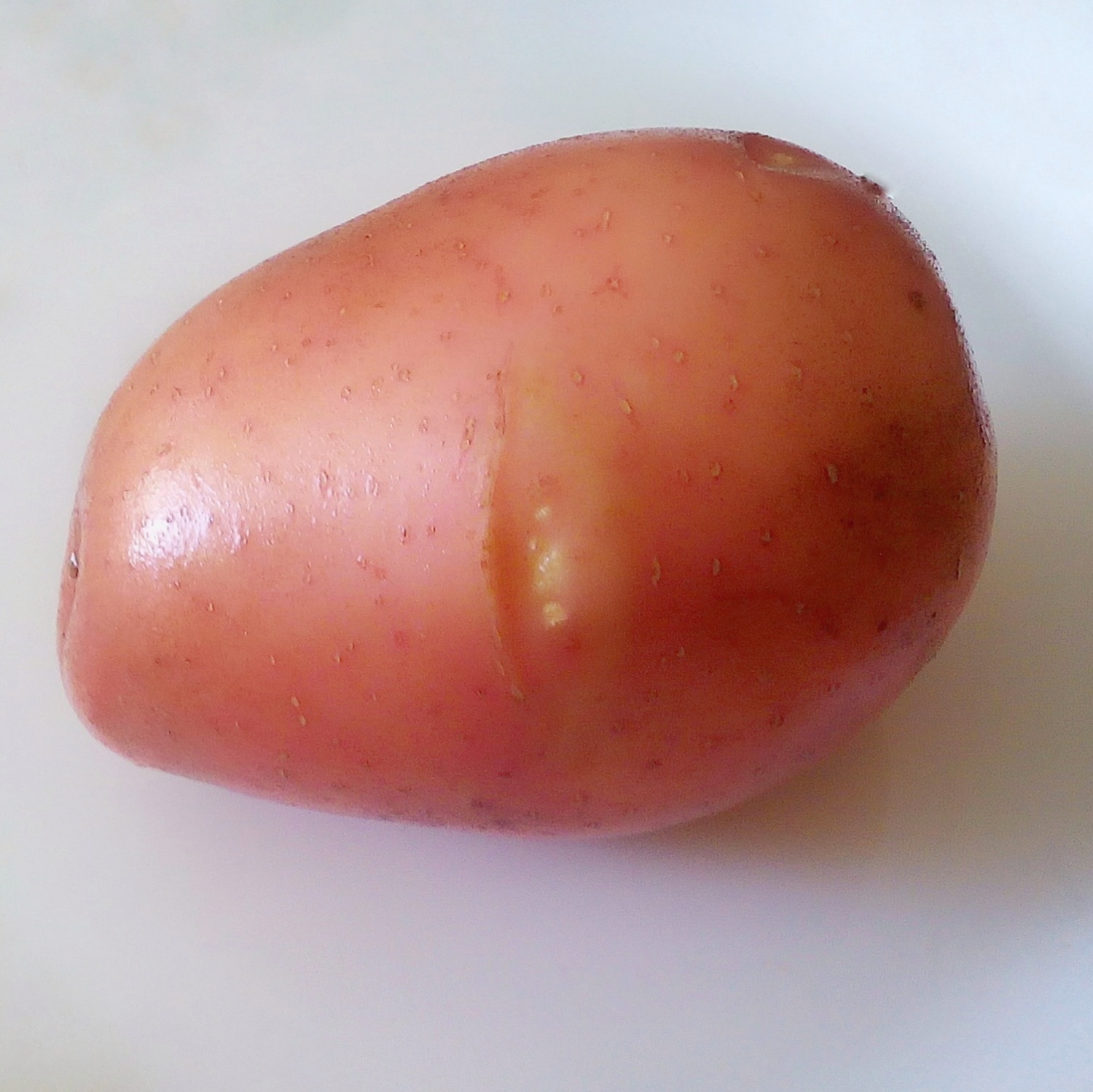 сорт картошки беллароза описание сорта отзывы