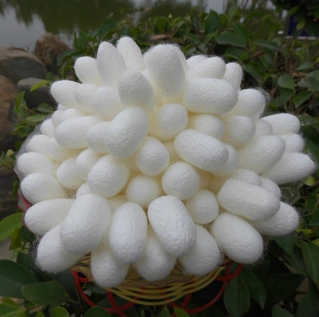 Коконы шелкопряда Aliexpress 50pcs/lot Fresh Natural silkworm cocoons ...