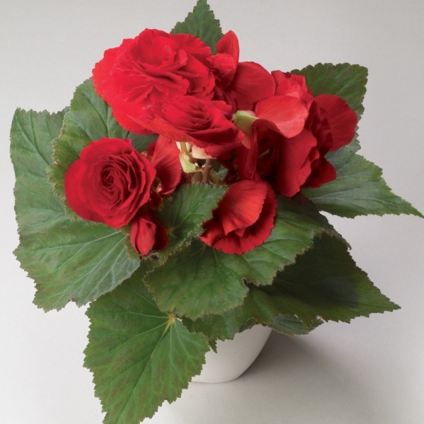 Купите Бегония махровая красная (Double Red) &# из питомника Долина роз с доставкой!