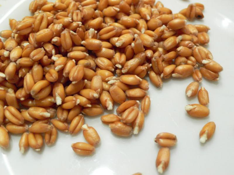 проросшая пшеница семена