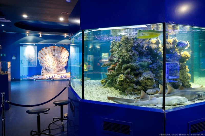 Аквариумы. Музей мирового океана, Калининград - «Такие рыбки у меня и дома были. И все же не жалею о посещении аквариума в Музее Мирового океана в Калининграде.» | отзывы