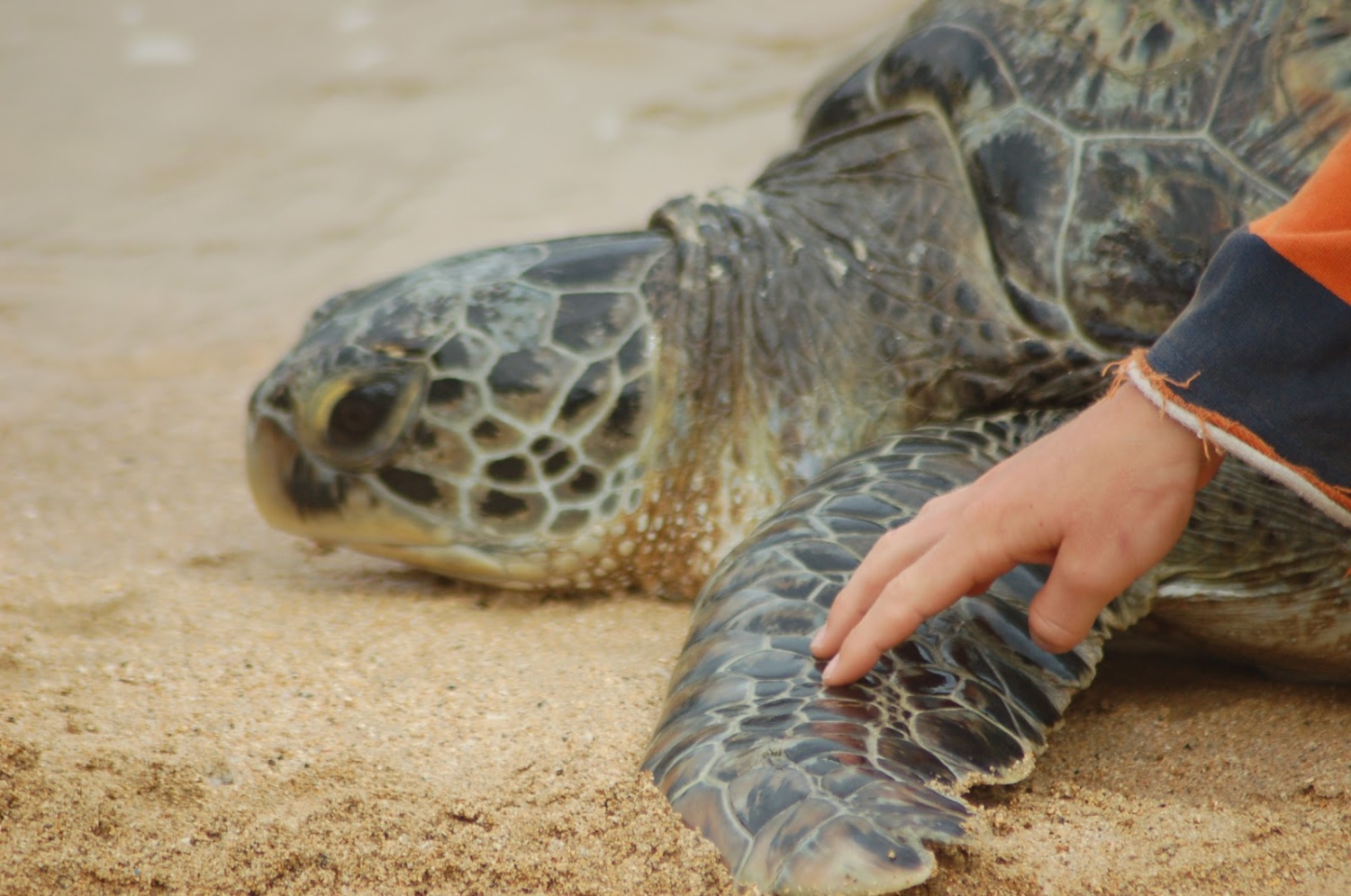 Индонезия. Остров Бали. Деревня Серанган Bali Sea Turtle Society (BSTS) —  Балийское общество морских черепах. - «Движение помощи и защиты черепах на  Бали. Помогают и реабилитируют раненых черепах, потом отпускают обратно в