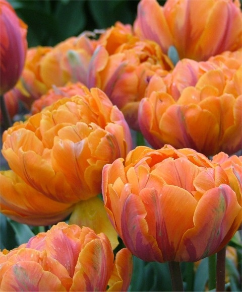 Тюльпан оранжевая принцесса цветы комнатные куплю украина