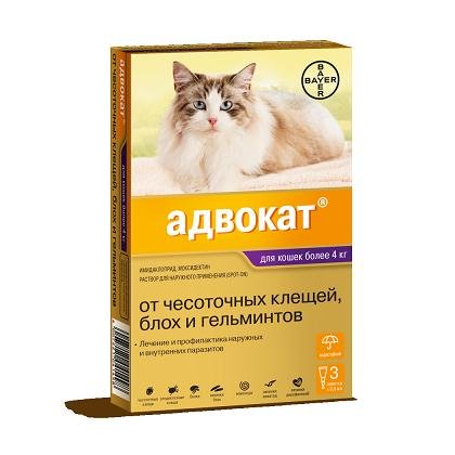 Демодекоз у кошек - симптомы и лечение
